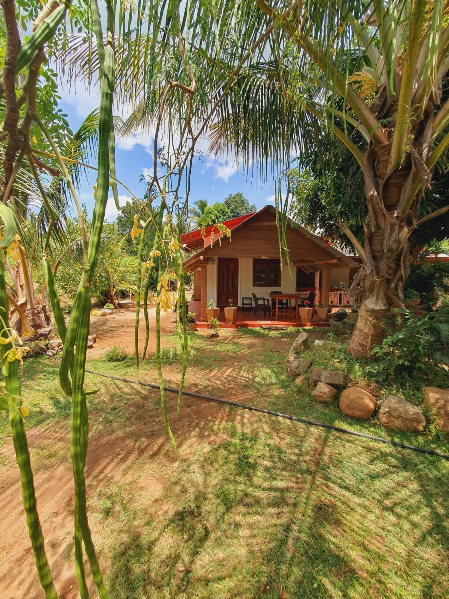 Jungle Eco Lodge & Safari Σιγκιρίγια Εξωτερικό φωτογραφία
